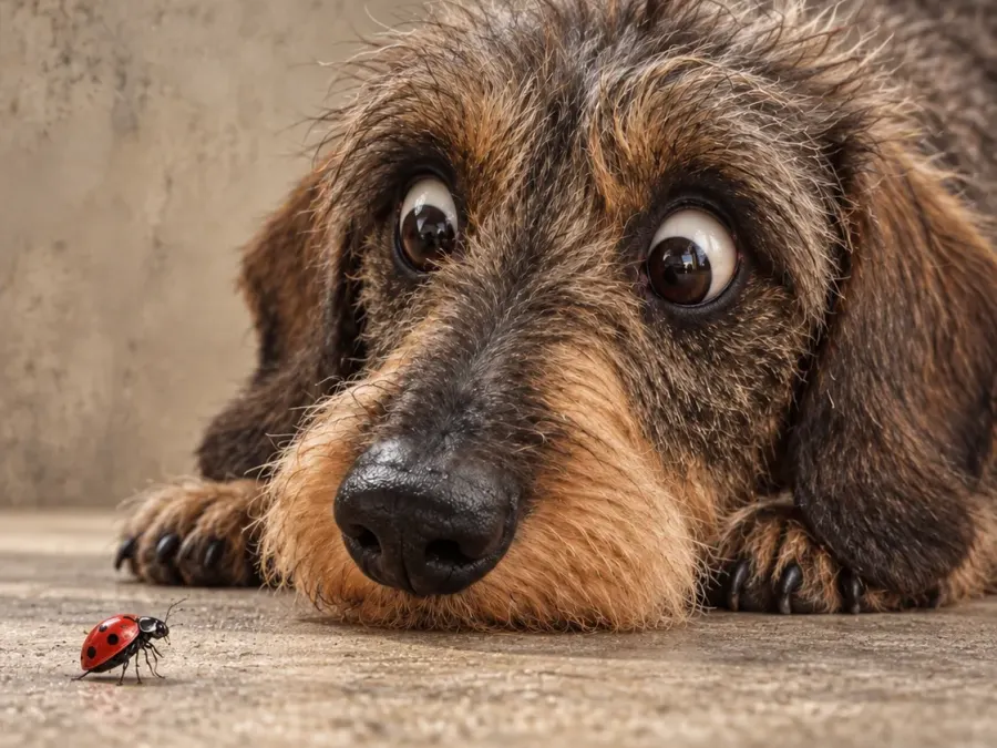 Hund entdeckt einen Marienkäfer