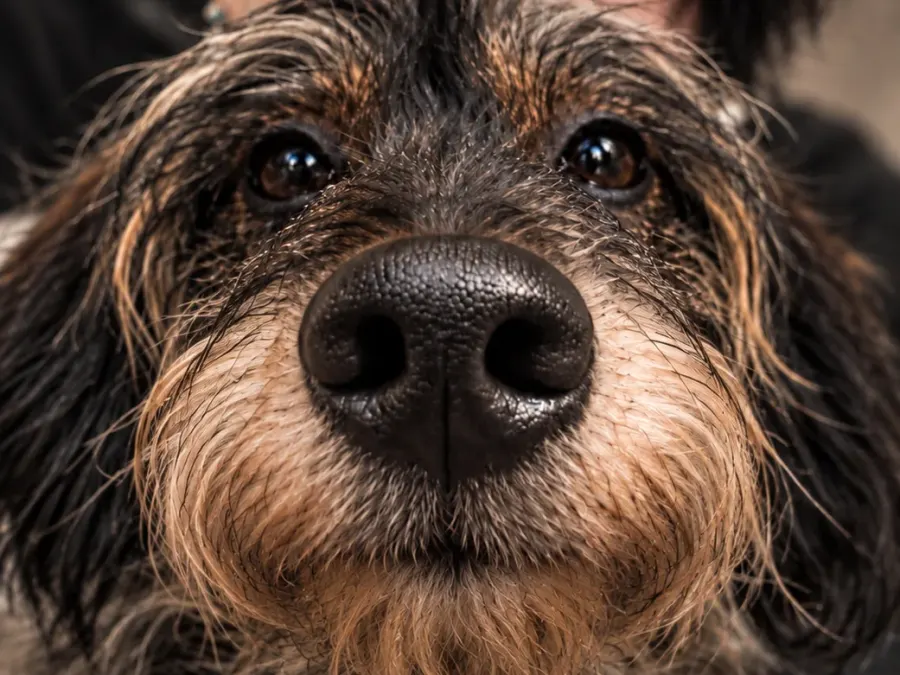 Nose