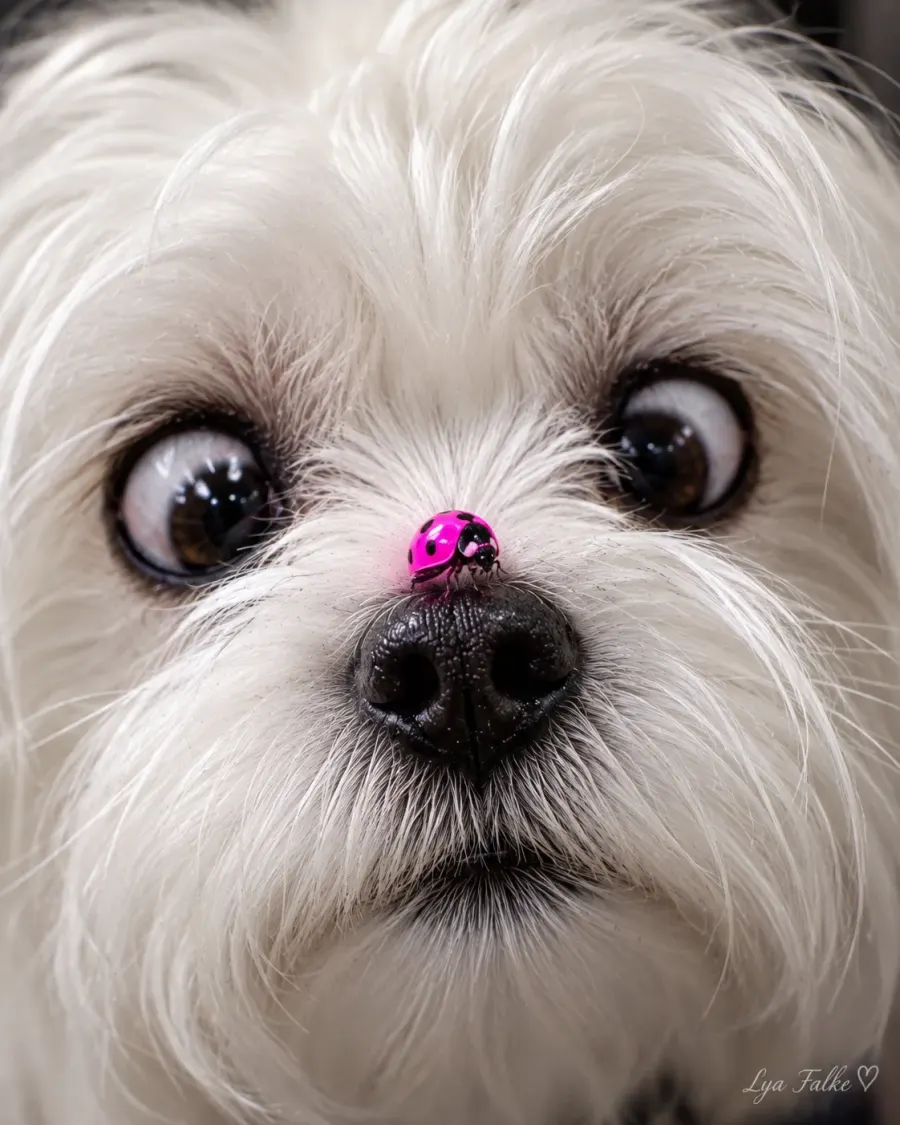 NEON LADYBUG SURPRISE