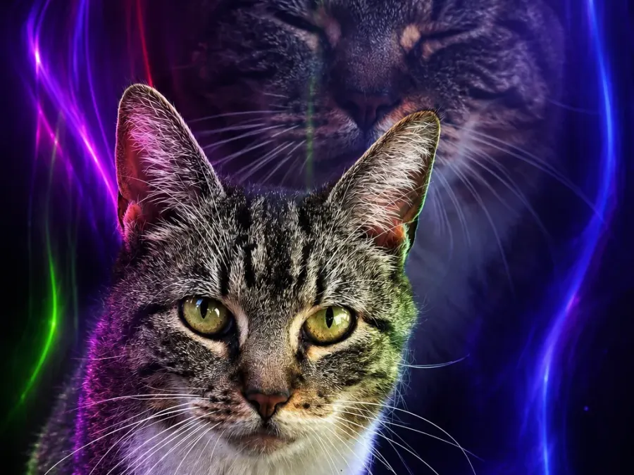 Katze zwischen Licht und Schatten
