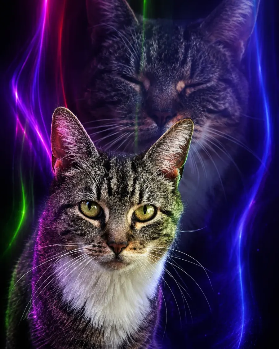Katze zwischen Licht und Schatten