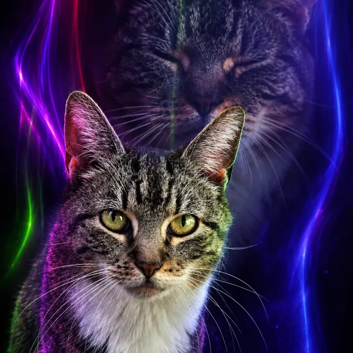 Katze zwischen Licht und Schatten