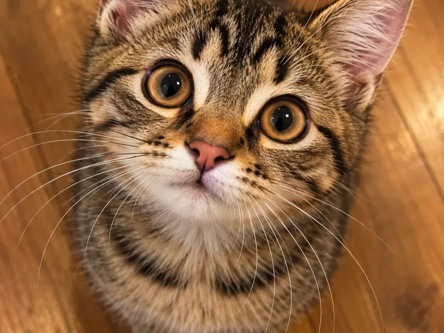 Neugieriges Tabby-Kätzchen auf Holzboden