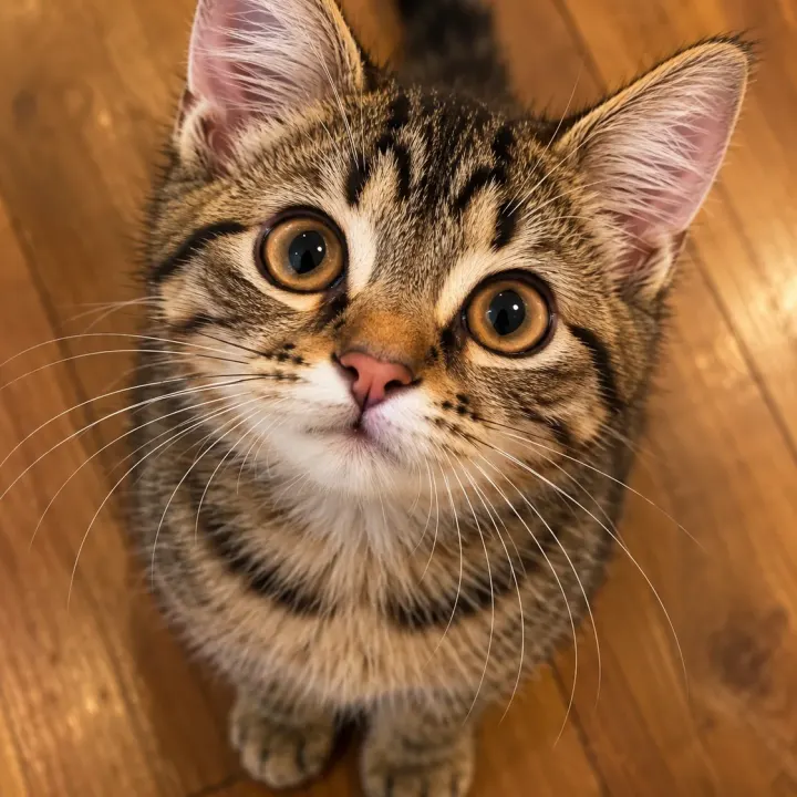 Neugieriges Tabby-Kätzchen auf Holzboden