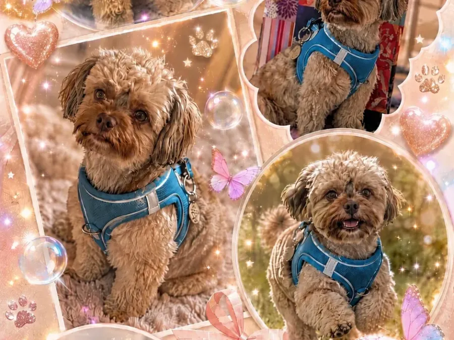 Fotocollage Märchenhaft 🐕 🐾💖
