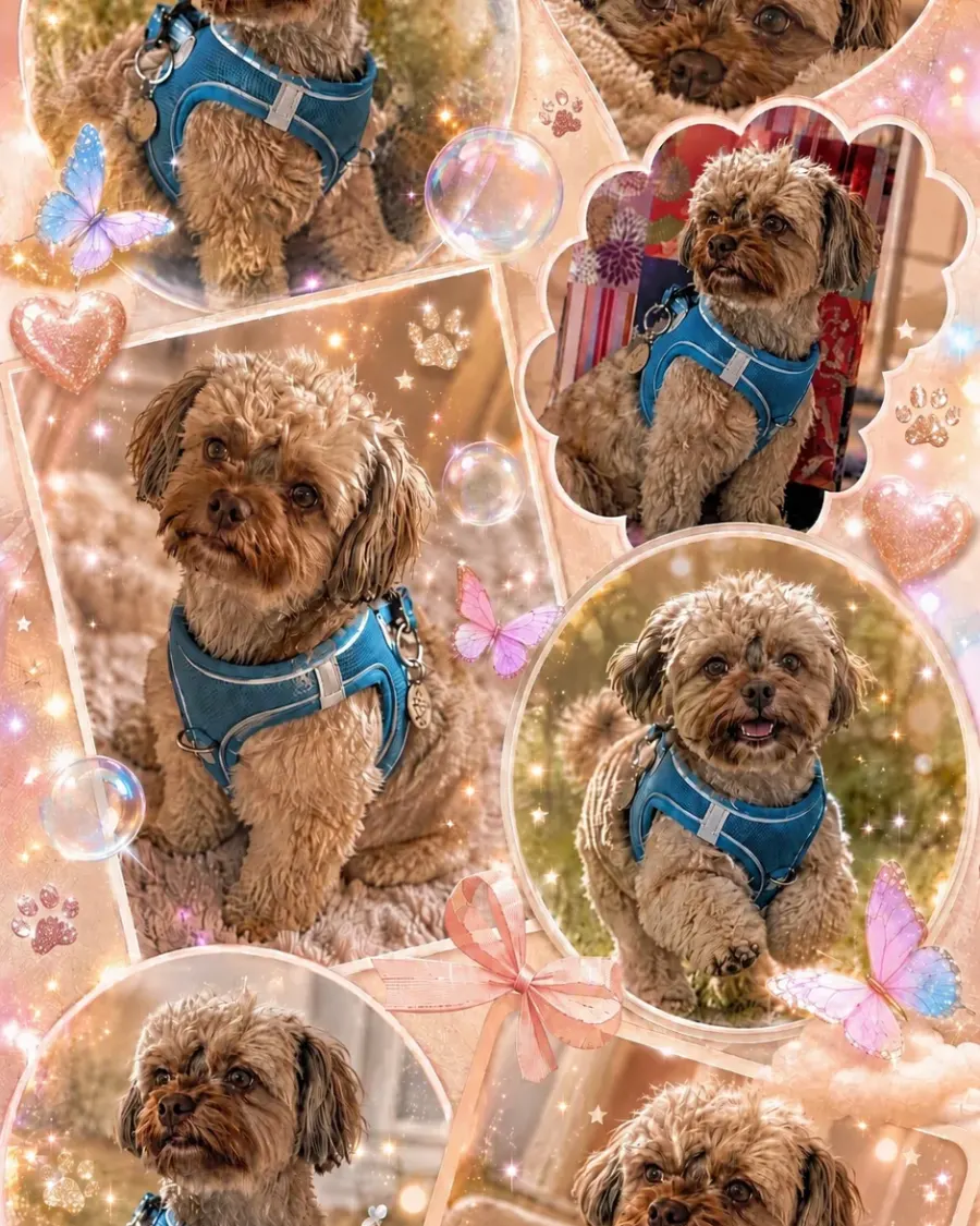 Fotocollage Märchenhaft 🐕 🐾💖
