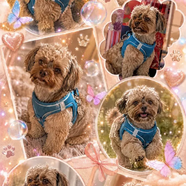 Fotocollage Märchenhaft 🐕 🐾💖