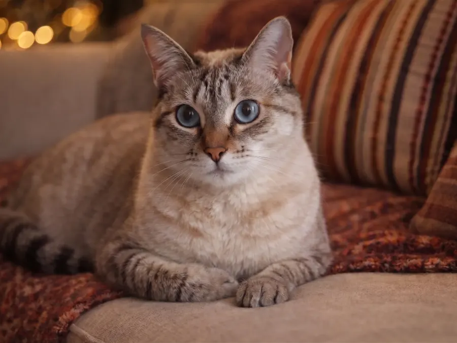 Tier auf Couch