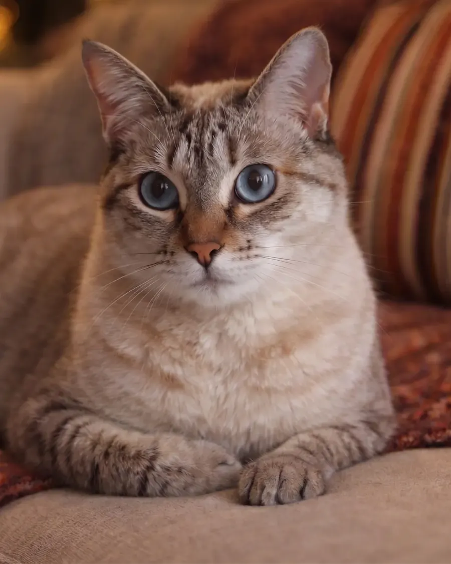 Tier auf Couch