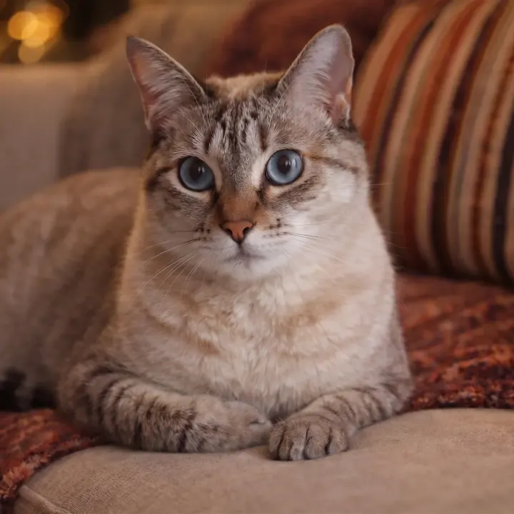 Tier auf Couch