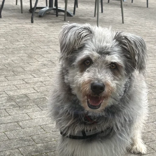 Buddymann